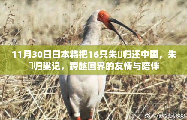 朱鹮归巢,跨越国界的友情与陪伴——日本归还中国16只朱鹮纪念