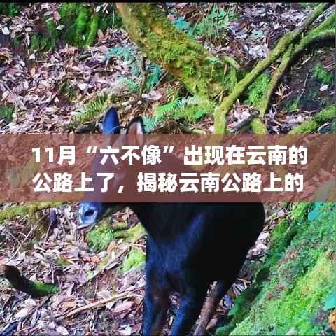 揭秘云南公路上奇特现象,六不像现身探寻未知生物之旅