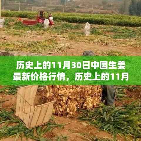 探寻历史生姜行情,励志之旅中的自信与成就感之源——中国生姜价格变迁的启示(11月30日篇)