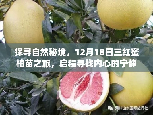 探寻自然秘境,三红蜜柚苗之旅,寻找内心的宁静与平和启程