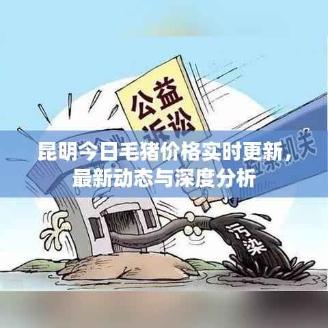 昆明今日毛猪价格实时更新,最新动态与深度分析