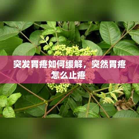 突发胃疼如何缓解,突然胃疼怎么止疼