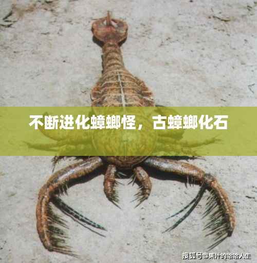 不断进化蟑螂怪,古蟑螂化石